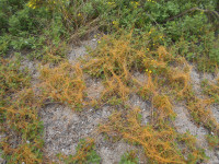 DSCN4479